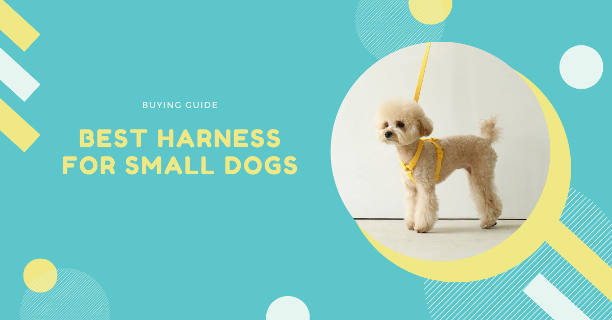 Best Harness For Small Dogs 2020 Reviews – Best Small Dog Harness