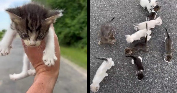 Man Rescuing A Kitten Gets Ambushed By 12 More
